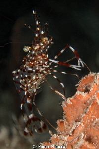 Cleaner shrimp waiting for its next customer by Pierre Mineau 